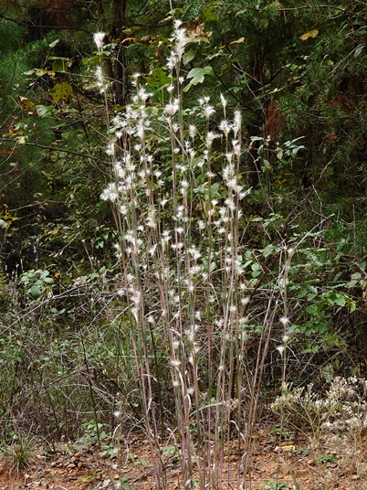 {Andropogon ternarius}
